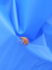 Gonipterus platensis