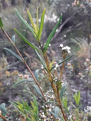 Logania recurva