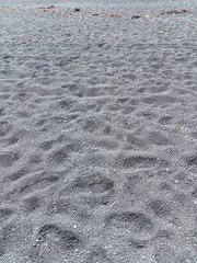 Charadrius bicinctus bicinctus