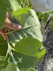 Buddleja crotonoides