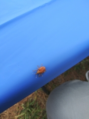 Gonipterus platensis