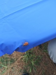 Gonipterus platensis