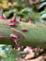 Nearctodesmidae