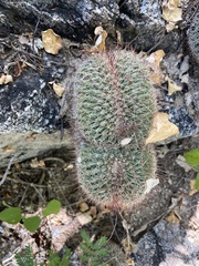 Mammillaria petrophila