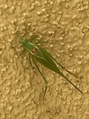 Microcentrum californicum