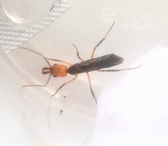 Odontomachus erythrocephalus