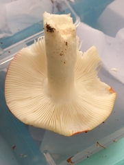 Russula silvestris