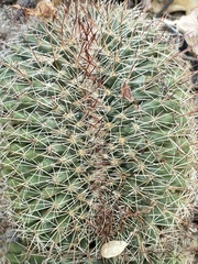 Mammillaria petrophila