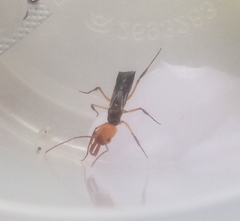 Odontomachus erythrocephalus