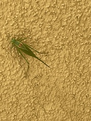 Microcentrum californicum