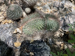 Mammillaria petrophila