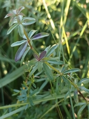 Galium album
