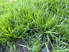 Poa