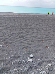 Charadrius bicinctus bicinctus