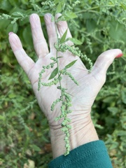 Chenopodium