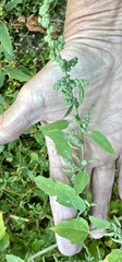 Chenopodium