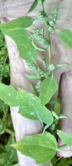 Chenopodium