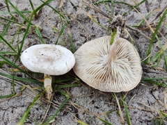 Clitocybe rivulosa