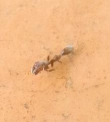 Corinnidae