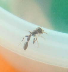 Corinnidae