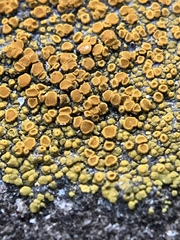 Xanthocarpia feracissima