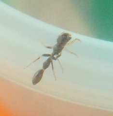 Corinnidae