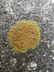 Xanthocarpia feracissima