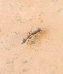 Corinnidae