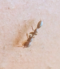 Corinnidae