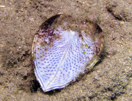 Corculum cardissa observed 2017-10-18