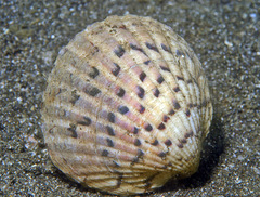 Glycymerididae