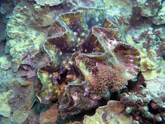 Hippopus hippopus
