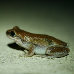 Litoria rubella