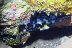 Ostreoidea