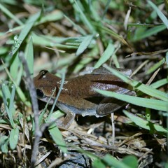 Litoria rubella