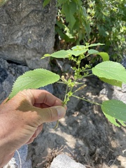 Acalypha comonduana
