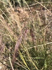 Aristida purpurea