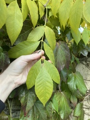 Fraxinus pennsylvanica
