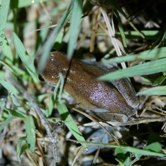 Litoria rubella