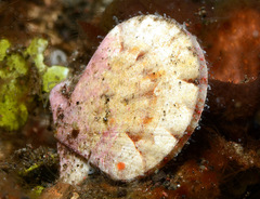 Juxtamusium coudeini