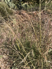 Aristida purpurea
