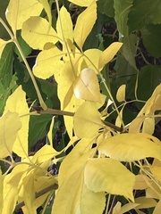 Fraxinus pennsylvanica