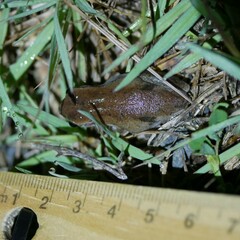 Litoria rubella