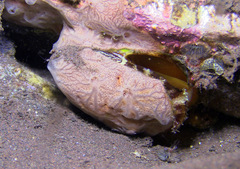 Lamarcka ventricosa