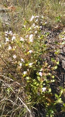 Clinopodium carolinianum