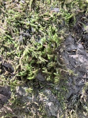 Homalothecium nuttallii