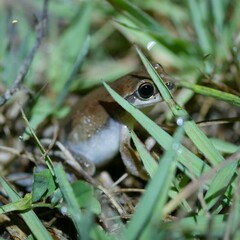 Litoria rubella