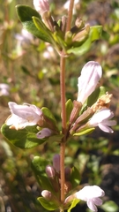 Clinopodium carolinianum