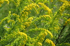 Solidago mexicana