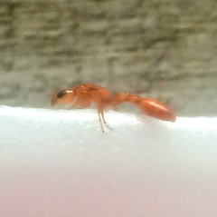 Pseudomyrmex elongatulus